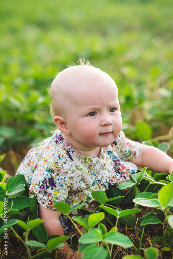 The baby crawls through a field of soybeans with young sprouts with green fresh leaves.