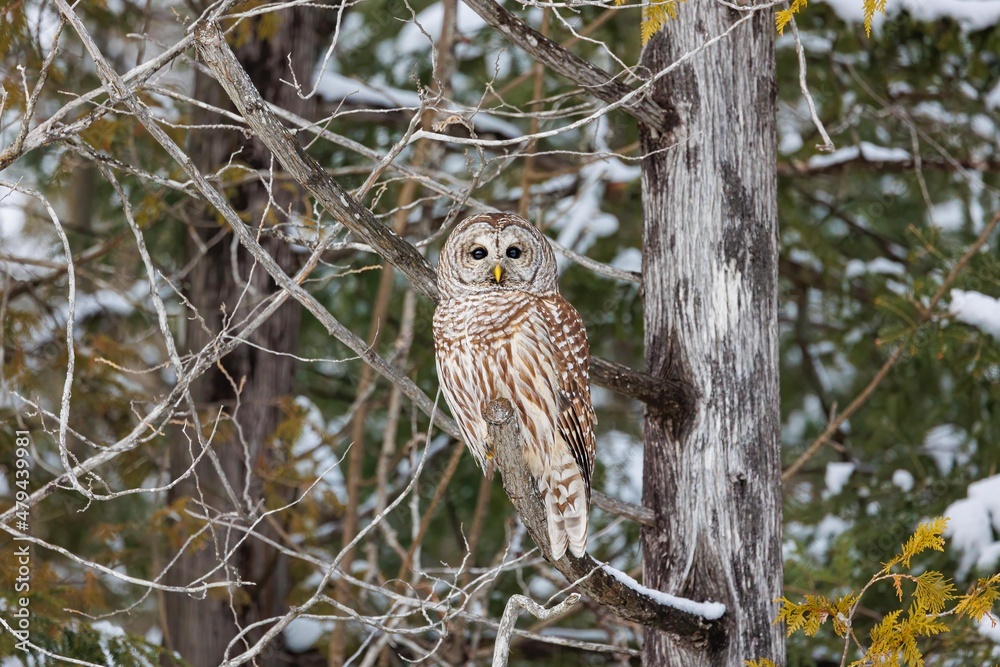 Barred owl in snowy perch Barred owl in snowy perch