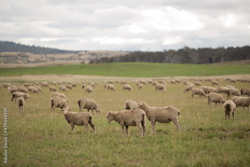 Sheep in Paddock