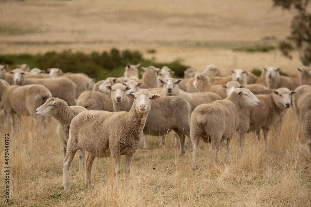 Sheep in Paddock