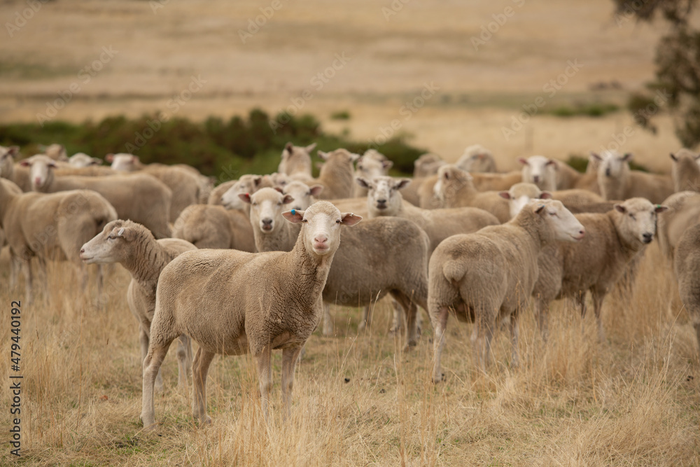 Sheep in Paddock Sheep in Paddock