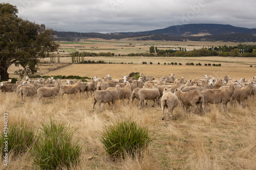 Sheep in Paddock © Steve Lovegrove