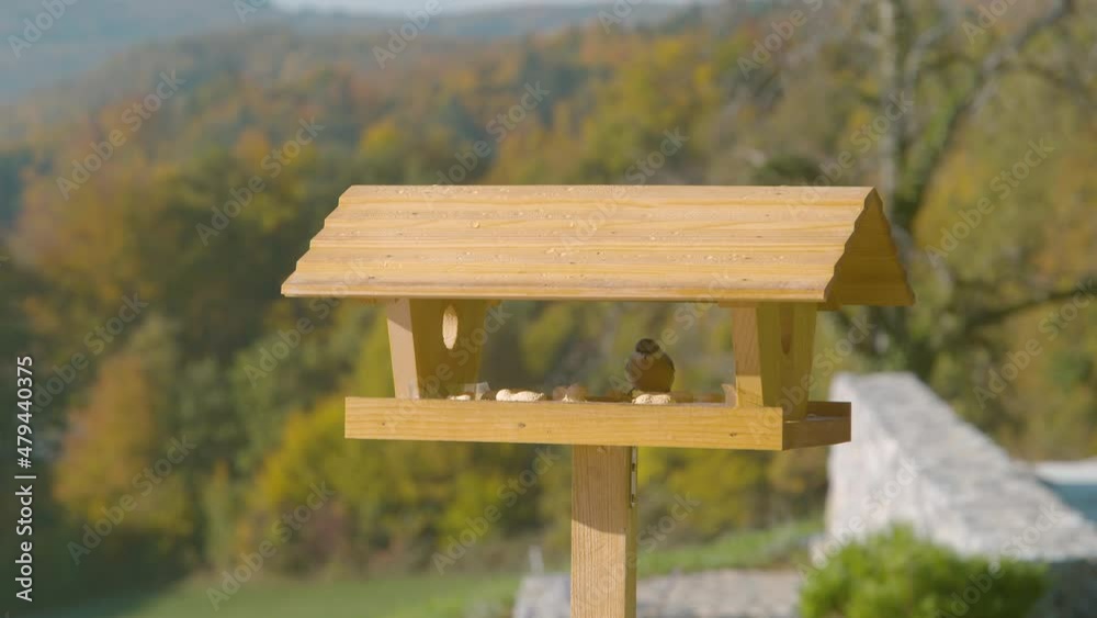 CLOSE UP, DOF: Hungry little wood nuthatch flies into a birdhouse to eat peanuts on a sunny fall day. Handmade bird house in the idyllic countryside filled with peanuts attracts a Eurasian nuthatch. CLOSE UP, DOF: Hungry little wood nuthatch flies into a birdhouse to eat peanuts on a sunny fall day. Handmade bird house in the idyllic countryside filled with peanuts attracts a Eurasian nuthatch.