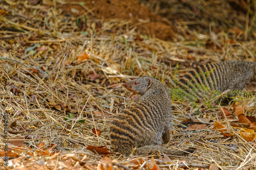 Alert Banded Mongoose foraging in grass