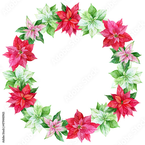 Watercolor round wreath of Poinsettias. White, red, pink Christmas flowers and green leaves. Christmas plants. Template for holiday decore, invitation, greeting card, background