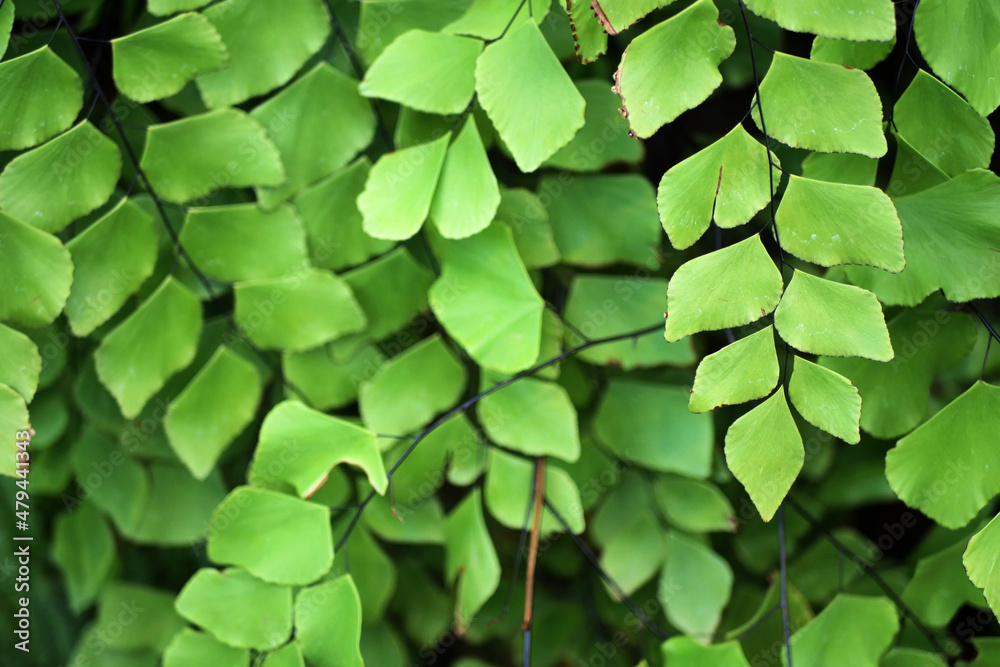 Vines with square rectangle leaves with tiny slender branches.
