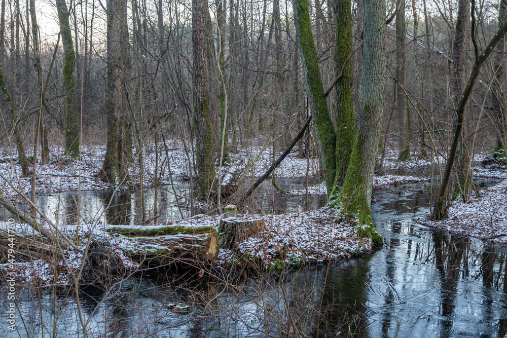 Bagna zimą, zamarznięte bagna, Swamps in winter, frozen swamps,