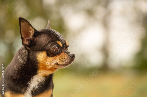 Domestic animal, mini size Chihuahua tricolor dog. Dog against the background of a blurred backdrop.