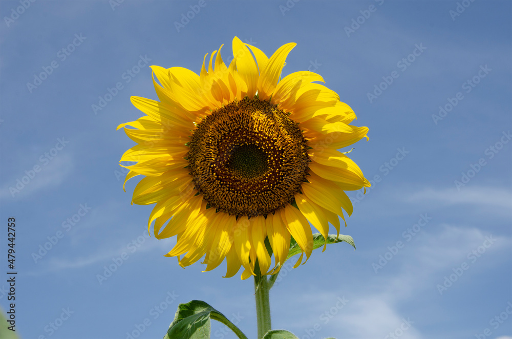Big yellow sunflower blossom with blue sky background Big yellow sunflower blossom with blue sky background