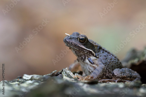 Żaba trawna (Rana temporaria) – Common frog