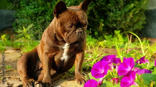Pet dog French bulldog sitting in a blooming garden on a sunny summer day