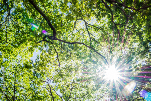 Luz do sol passando entre as   rvores com folhas verdes