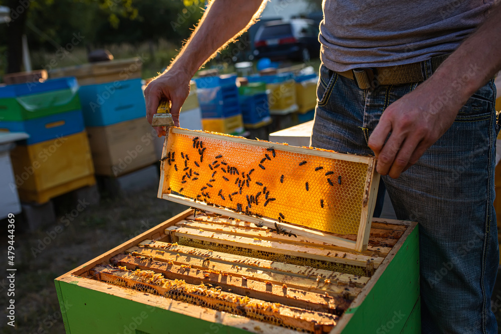 Beekeeper is working with bees and beehives on apiary. Bees on honeycomb. Frames of bee hive. Beekeeping. Honey. Beekeeper is working with bees and beehives on apiary. Bees on honeycomb. Frames of bee hive. Beekeeping. Honey.