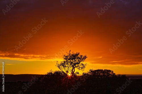 Sunset with red sky as sun goes down behind tree