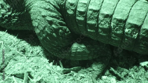 Crocodile Covering Eggs Extreme Close up Night Vision 4K photo