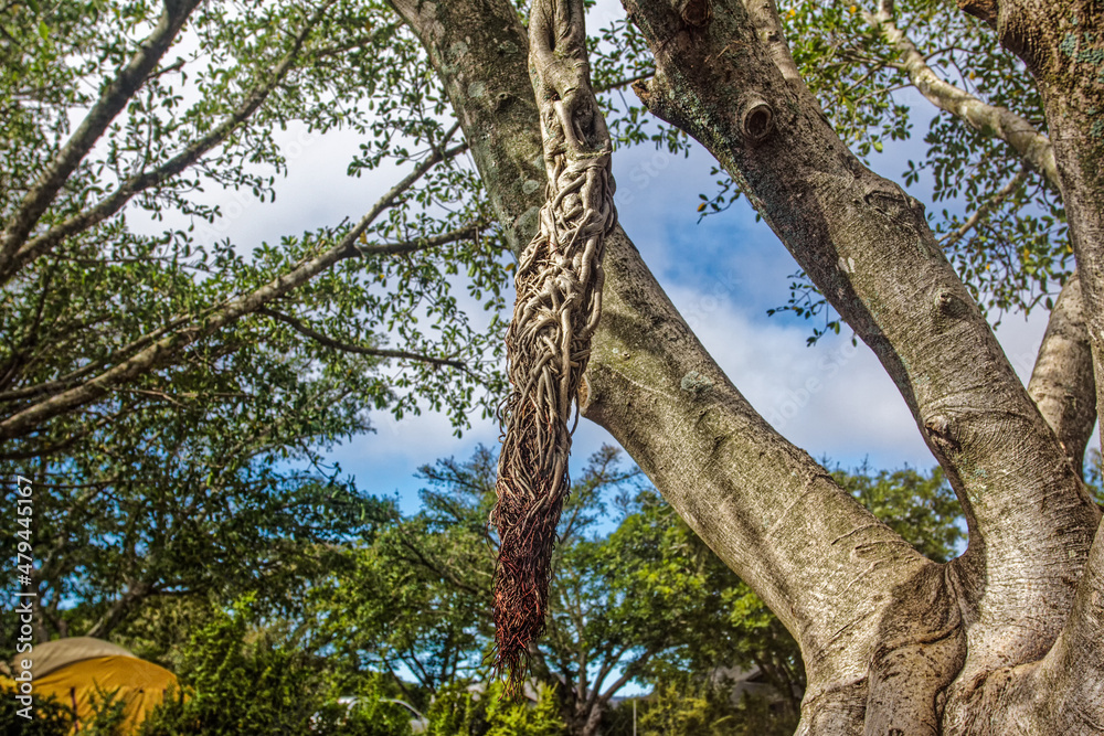 Fototapeta premium Large tree with aerial root hanging from branch