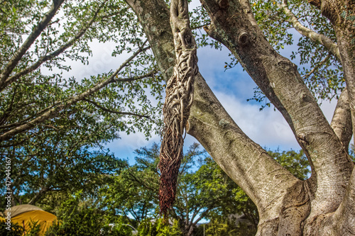 Large tree with aerial root hanging from branch © geoffsp