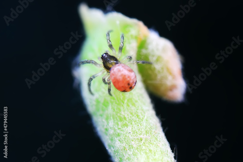 Spiders in the wild, North China © zhang yongxin