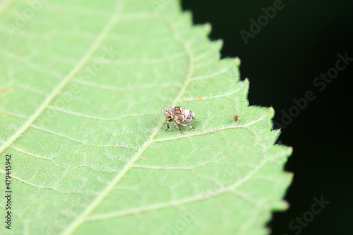 Hemiptera wax Cicadellidae insects on wild plants, North China