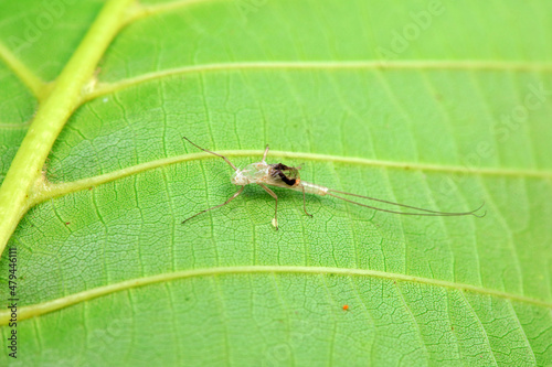 Mayfly, a very short-lived insect, North China