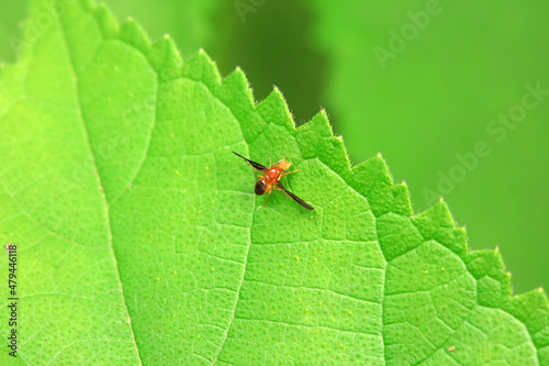 Flies on wild plants, North China