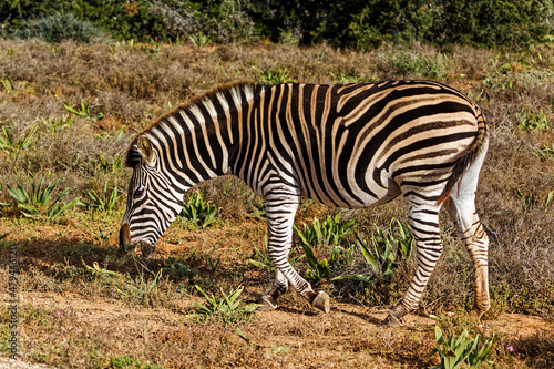 Side view of Zebra walking