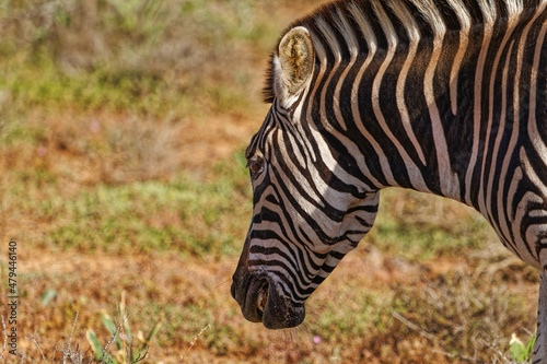 Side view of Zebra with teeth bared