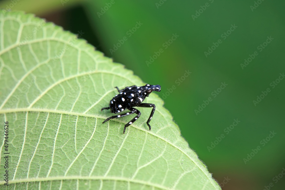 Naklejka premium Hemiptera wax Cicadellidae insects on wild plants, North China