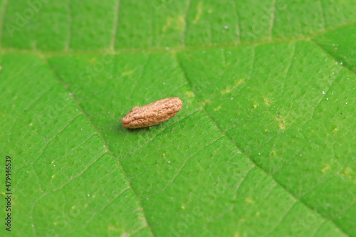 Insect droppings on wild plant leaves