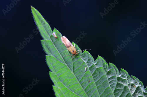 Lepidoptera insects in the wild, North China