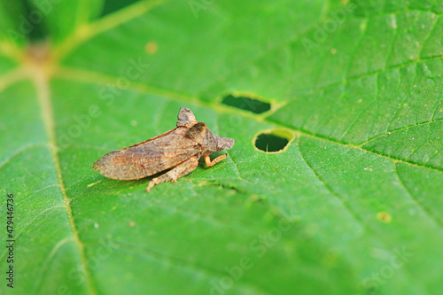 Leaf cicada on wild plants, North China