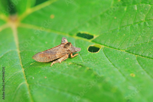 Leaf cicada on wild plants, North China © zhang yongxin