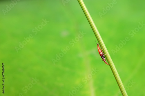 Brown sandfly larvae crawl on weeds, North China