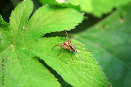 Spiders in the wild, North China