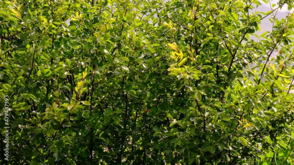 Rain in a green summer garden in sunny weather. Raindrops and rays of the sun. Rain on sunny days. Sparkling wet foliage with raindrops in the sun. 4k footage Rain in a green summer garden in sunny weather. Raindrops and rays of the sun. Rain on sunny days. Sparkling wet foliage with raindrops in the sun. 4k footage