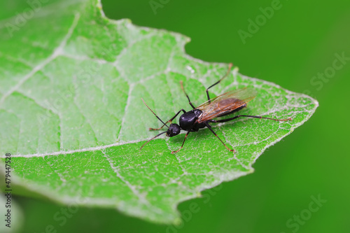 Fototapeta Naklejka Na Ścianę i Meble -  Ants in the wild, North China