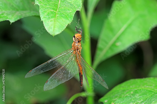 Dried bodies of dragonflies on wild plants, North China