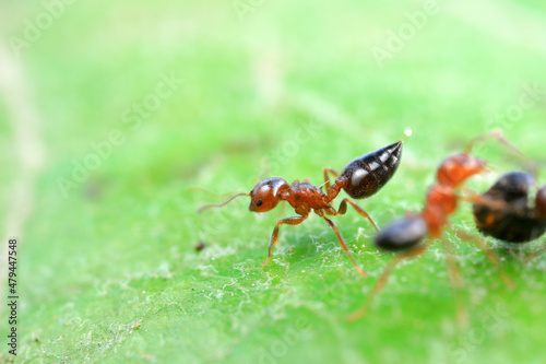 Ants in the wild, North China
