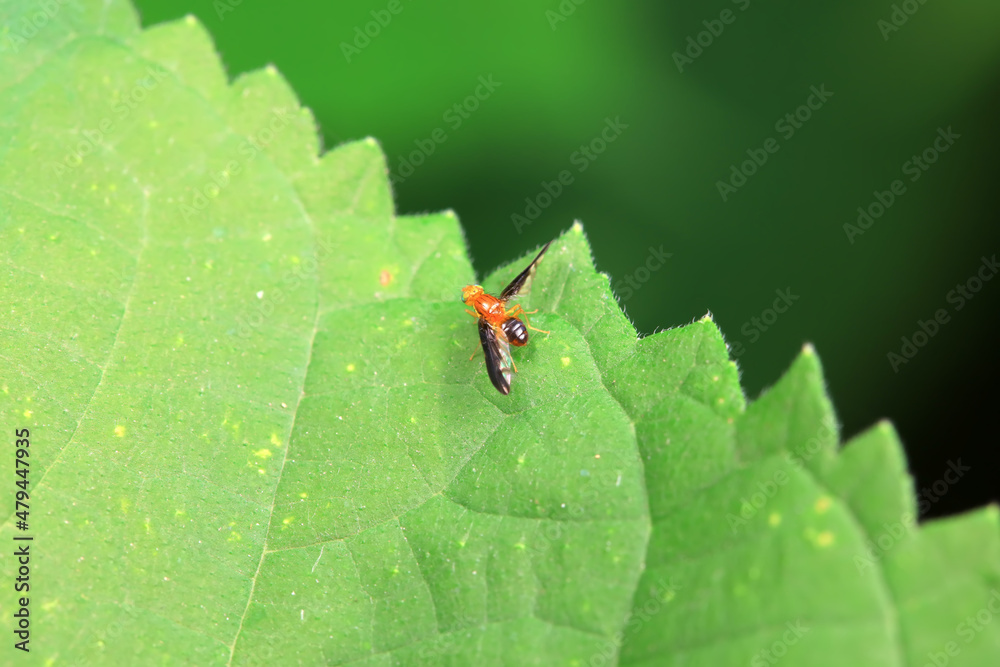 Flies on wild plants, North China Flies on wild plants, North China