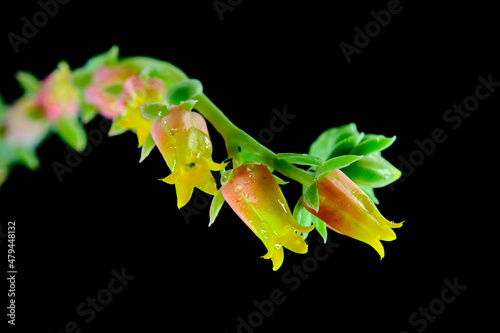 Blossoms of echeveria pulidonis succulent plant photo