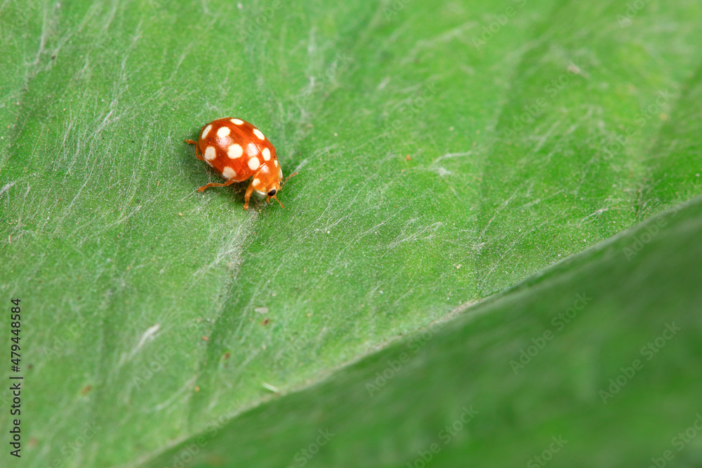 Fototapeta premium Ladybugs on wild plants, North China