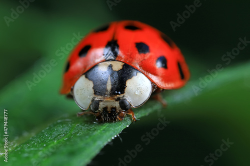 Ladybugs on wild plants  North China