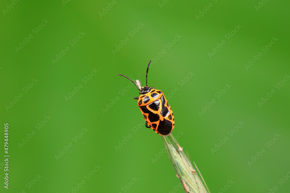 Hemiptera bugs in the wild, North China Hemiptera bugs in the wild, North China