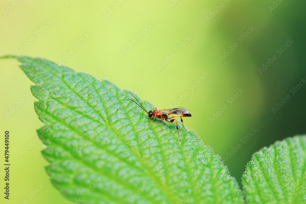 Fototapeta premium Bee insects in the wild, North China