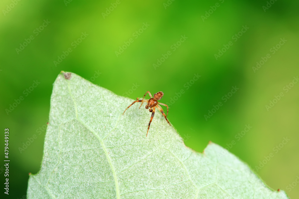 Spiders in the wild, North China Spiders in the wild, North China