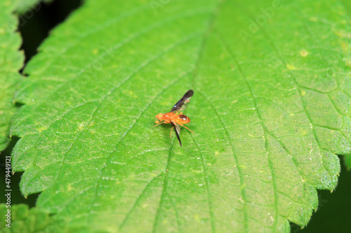 Flies on wild plants, North China