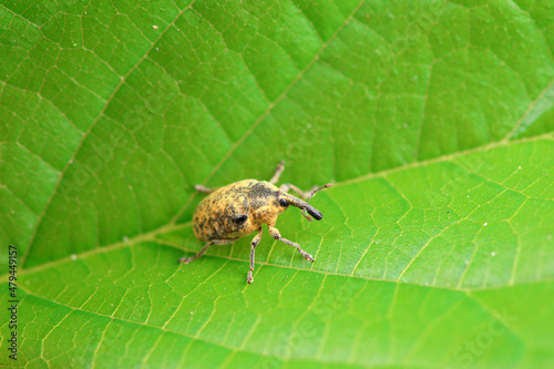 Weevil on wild plants, North China © zhang yongxin