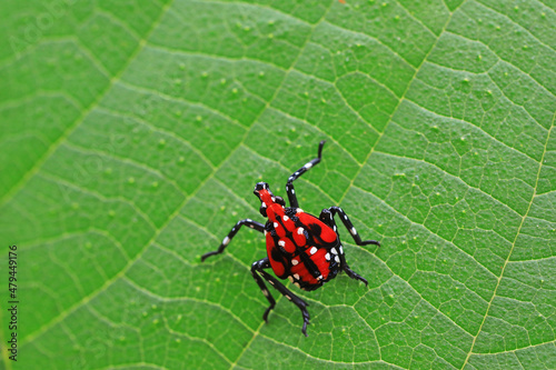 lycorma delicatula on wild plants, North China