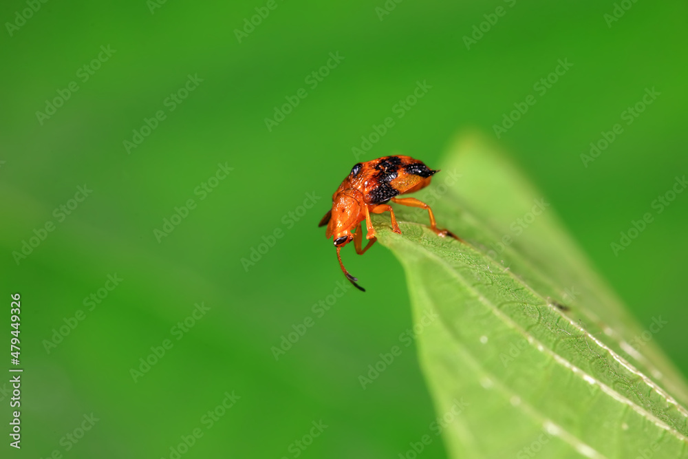 Hispidae family insect crawl on plants, North China Hispidae family insect crawl on plants, North China