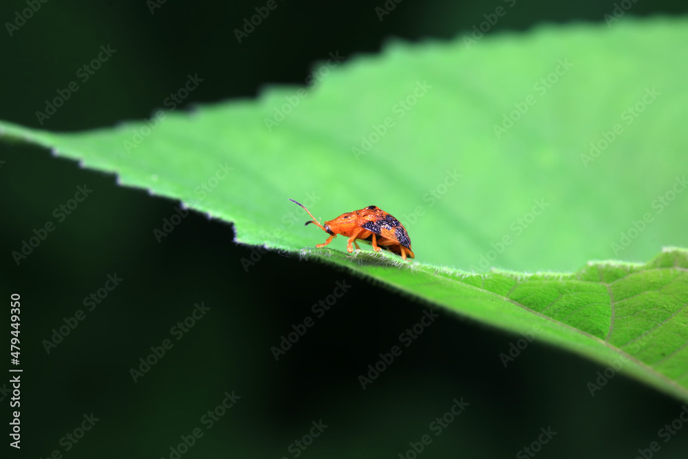 Hispidae family insect crawl on plants, North China Hispidae family insect crawl on plants, North China
